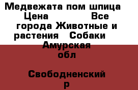 Медвежата пом шпица › Цена ­ 40 000 - Все города Животные и растения » Собаки   . Амурская обл.,Свободненский р-н